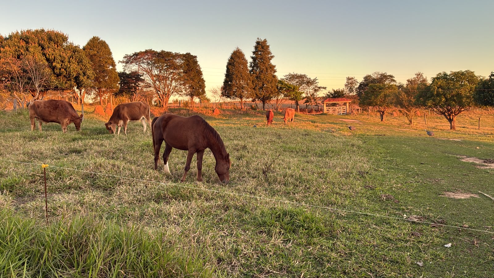 Cavalos e bovinos juntos no pasto