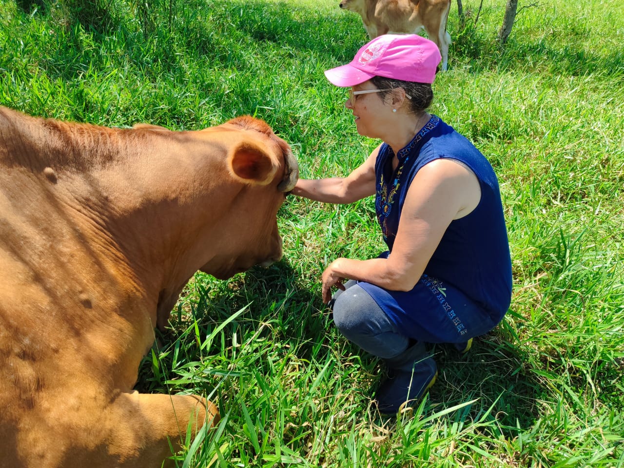 Visitante fazendo carinho em uma vaca