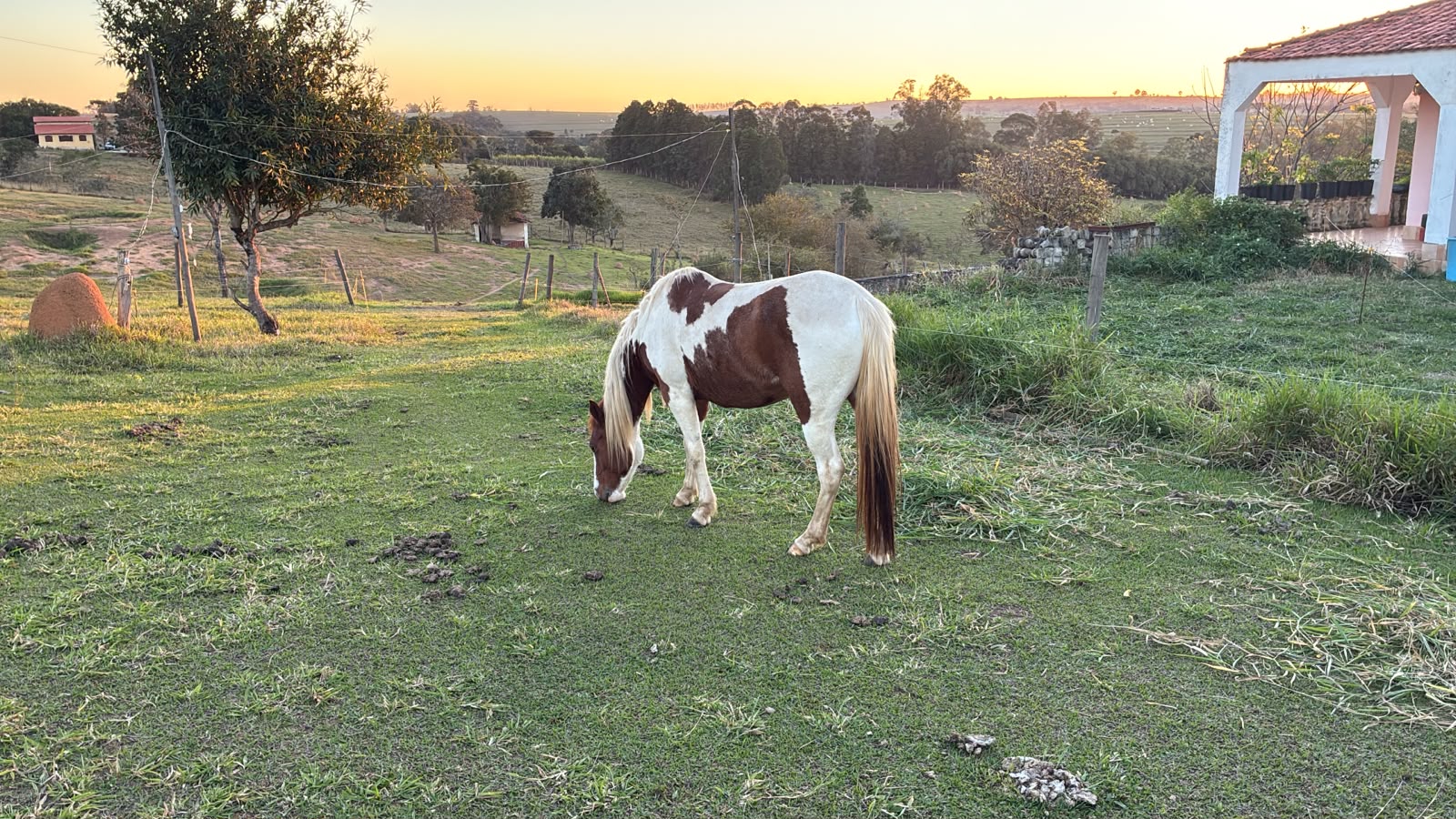 Cavalo malhado no campo ao entardecer