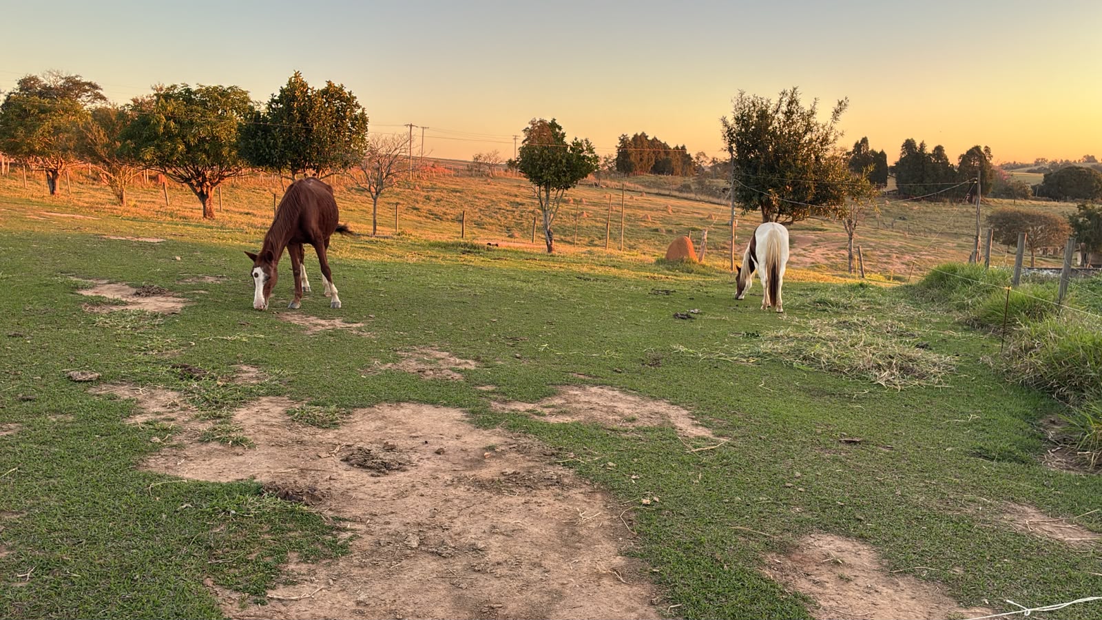 Cavalos no pomar ao pôr do sol
