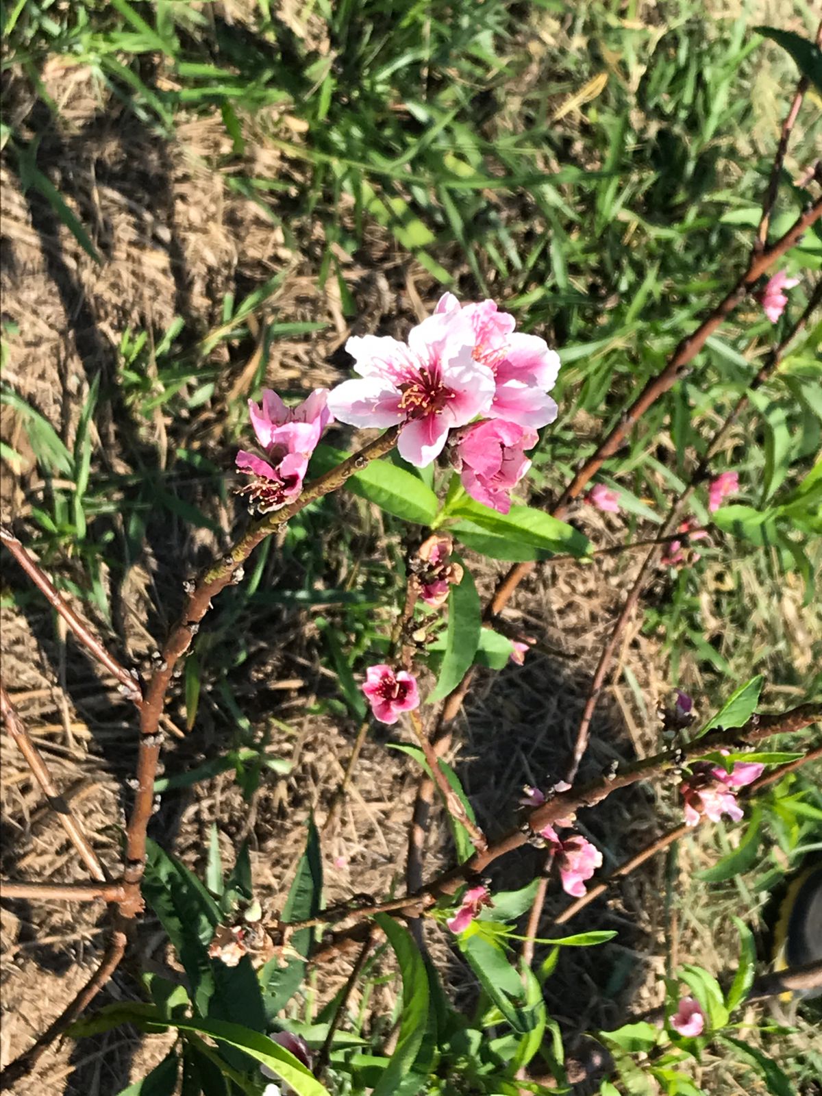 Flor de pessegueiro
